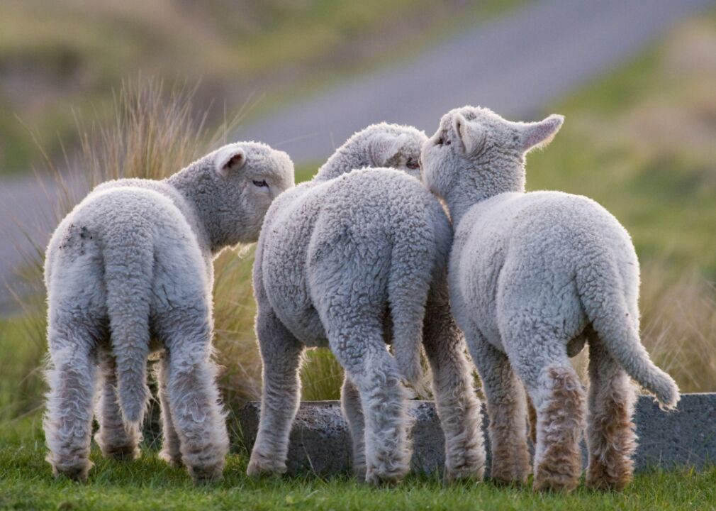 Lambs